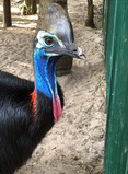 CASSOWARY.jpg