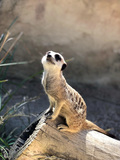 MEERCATS.jpg