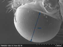 Dragonfly eye_measure(x50).jpg